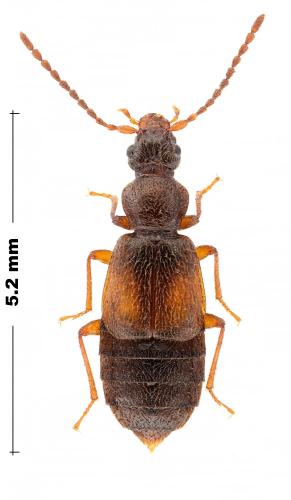 Réf. 327 839 : Geodromicus sp.